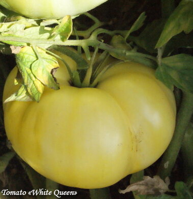 Tomato White Queen, Белоплодный томат Белая Королева